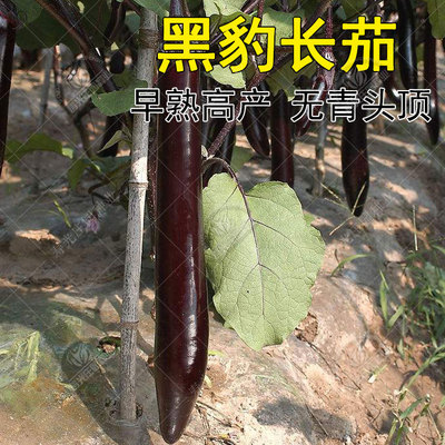 黑豹长茄种子 长茄子苗 早熟高产黑紫色长茄春播 蔬菜苗种苗