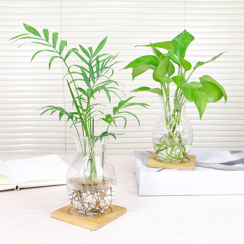 綠蘿水培盆栽桌面小清新綠植室內耐陰植物袖珍椰子水培盆景植物在類目 鮮花速遞/花卉仿真/綠植園藝, 花卉/綠植盆栽(新), 綠植中 - 來自Buy2taobao.com提供專業的淘寶代購服務