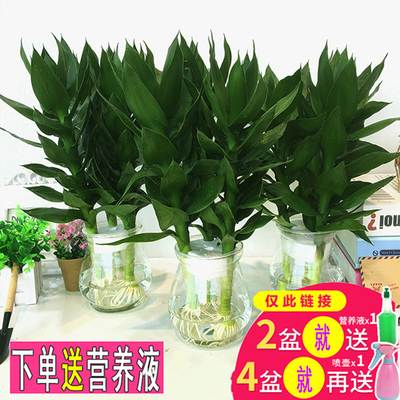 观音竹水培植物富贵竹步步高绿植绿萝盆栽室内水养栀子花卉发财树