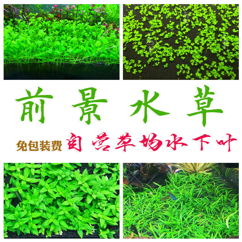 鱼缸前景草非种子活体水草趴地爬地矮珍珠挖耳牛毛毡迷你矮天湖葵在类目 宠物/宠物食品及用品, 水族世界, 鱼缸等水族设备, 水草中 - 来自Buy2taobao.com提供专业的淘宝代购服务