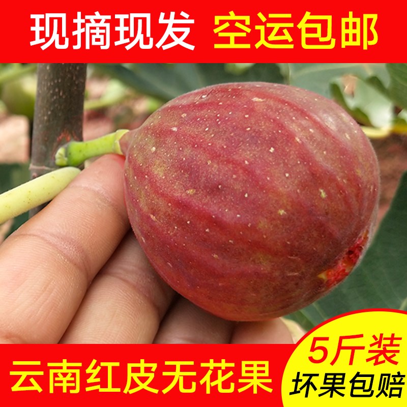 云南无花果新鲜应季红皮特产水果现摘现发 5斤孕妇老人孩童品鲜果在类目 水产肉类/新鲜蔬果/熟食, 新鲜水果, 其它中 - 来自Buy2taobao.com提供专业的淘宝代购服务