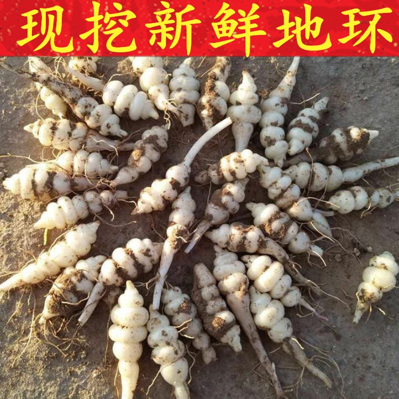 To ring fresh Chinese artichoke Screw Vegetable plot gourd Honeydew seed Farm pickled cabbage Pickled vegetables 5in the Aquatic meat/Fresh fruits and vegetables/Cooked , Fresh vegetables/Vegetable products , Fresh vegetables , Other category - from Buy2taobao.com to provide professional Taobao agent buy service