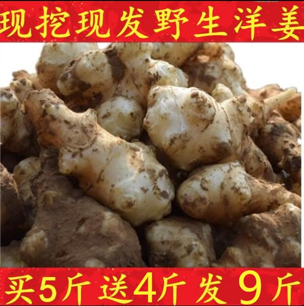 现挖洋姜种子9斤装野菊芋不辣鬼子姜泡菜酱菜咸菜蔬菜5斤包邮|ruв категории водной мясо/свежие фрукты и овощи/еда, свежие овощи/овощной продукции, свежие овощи, другие - от Buy2taobao.com для оказания профессиональной услуги покупки агента Taobao