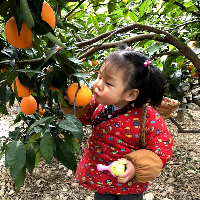 夏橙橙子新鲜秭归脐橙夏脐橙手剥橙子10斤包邮非桃叶橙赣南脐橙|msdalam kategori daging perikanan/Buah-buahan segar dan sayur-sayuran/dimasak, buah-buahan segar, Orange - dari Buy2taobao.com untuk memberikan perkhidmatan ejen Taobao profesional membeli