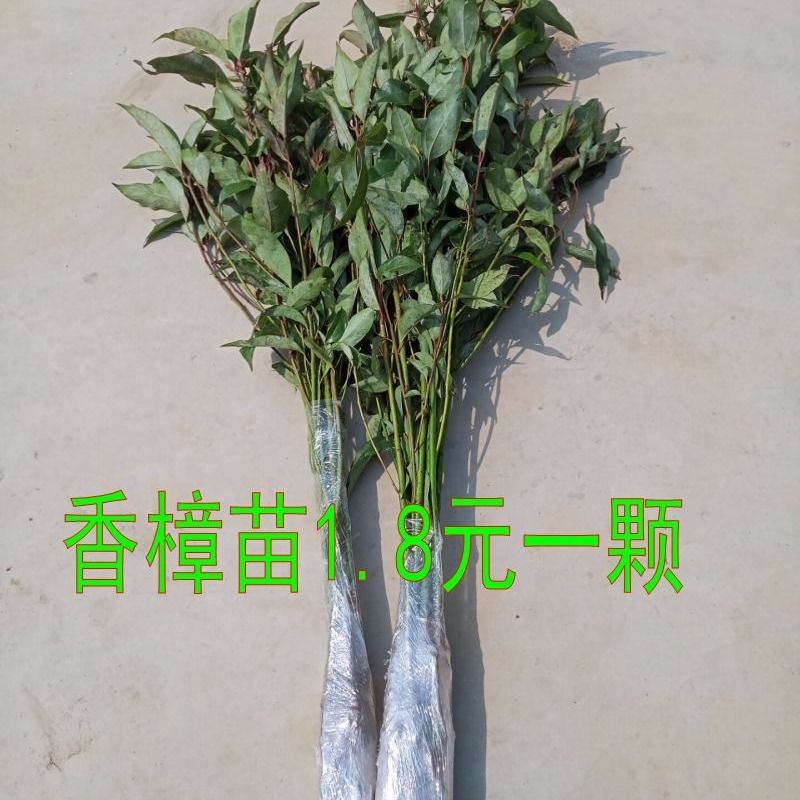 香樟树苗庭院植物花卉香樟木树苗四季常青驱蚊树种植绿化苗木在类目 鲜花速递/花卉仿真/绿植园艺, 花园植物/行道树/果树, 行道树/乔木中 - 来自Buy2taobao.com提供专业的淘宝代购服务