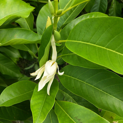 白兰花盆栽 白兰花苗 木兰花黄桷兰黄果兰白玉兰花苗 绿植花卉