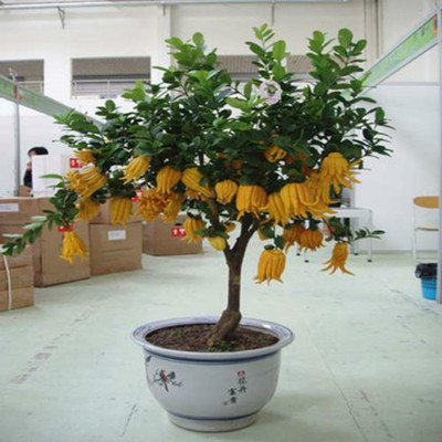 室内盆栽花卉 果树苗 佛手苗 千佛手苗 金佛手苗 净化空气好帮手
