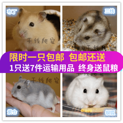 包邮买1送7特价宠物小仓鼠活物活体宝宝三线银狐布丁紫仓包活在类目 宠物/宠物食品及用品, 仓鼠类及其它小宠, 仓鼠中 - 来自Buy2taobao.com提供专业的淘宝代购服务