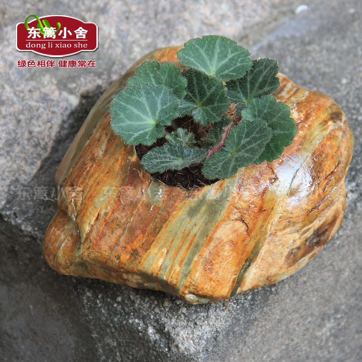 东篱小舍 金丝荷叶吊金钱 虎耳草植物 一份约10棵苗在类目 鲜花速递/花卉仿真/绿植园艺, 花卉/绿植盆栽(新), 绿植中 - 来自Buy2taobao.com提供专业的淘宝代购服务