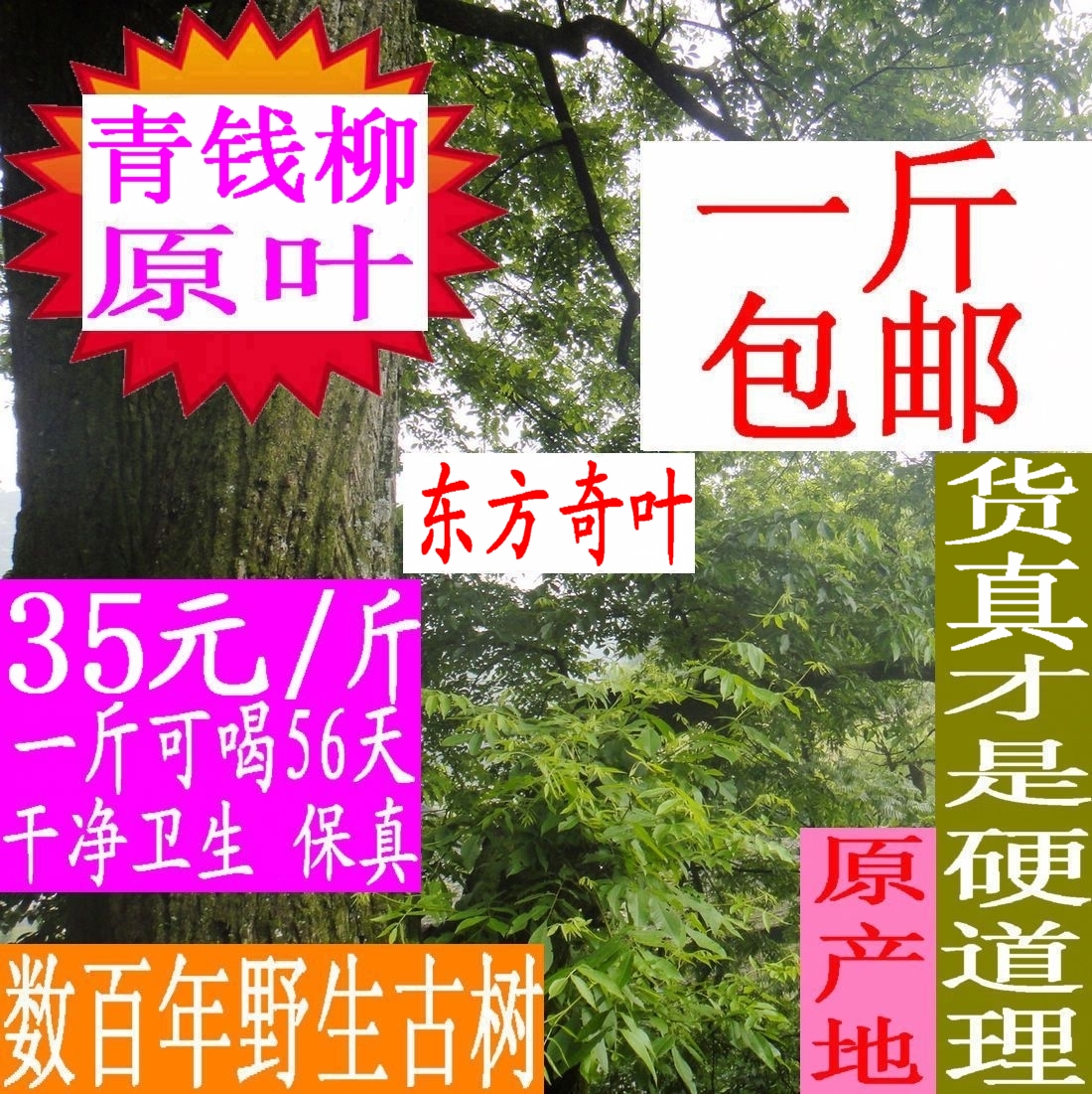Paliurus Real wild Ancient trees Paliurus tea Original leaf 500g Money Willow leaf Can be equipped with guava Willow leafin the Traditional nourishing food , Health tea category - from Buy2taobao.com to provide professional Taobao agent buy service