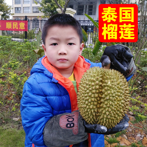 新鲜榴莲泰国猫山王金枕头干尧榴莲当季新鲜进口水果包邮5到6斤装在类目 水产肉类/新鲜蔬果/熟食, 新鲜水果, 其它中 - 来自Buy2taobao.com提供专业的淘宝代购服务