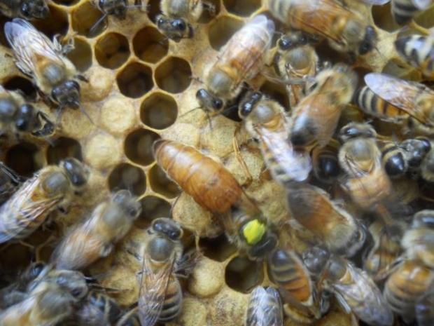 传说 意蜂 金喀处女王 蜜蜂种 蜂群种王生产王产卵王|ruв категории животное/Животное питание и принадлежностей, других домашних животных, других домашних животных - от Buy2taobao.com для оказания профессиональной услуги покупки агента Taobao