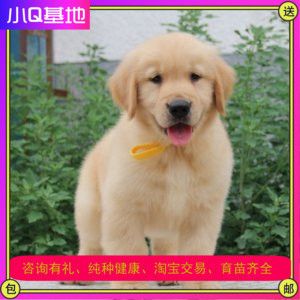 广西纯种金毛犬幼犬活体狗狗导盲犬金毛巡回猎犬家养大头幼犬金毛|ruв категории животное/Животное питание и принадлежностей, собака - от Buy2taobao.com для оказания профессиональной услуги покупки агента Taobao