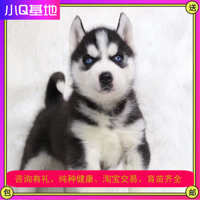广西纯种哈士奇活体宠物幼犬中型犬三火蓝眼二哈雪橇犬三傻宠物狗|msdalam kategori haiwan peliharaan/makanan haiwan dan bekalan, anjing - dari Buy2taobao.com untuk memberikan perkhidmatan ejen Taobao profesional membeli