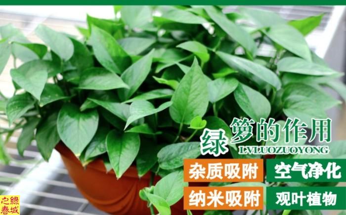 室内除甲醛净化空气植物360型号大圆盆绿萝吊兰垂吊长藤包邮在类目 鲜花速递/花卉仿真/绿植园艺, 花卉/绿植盆栽(新), 绿植中 - 来自Buy2taobao.com提供专业的淘宝代购服务