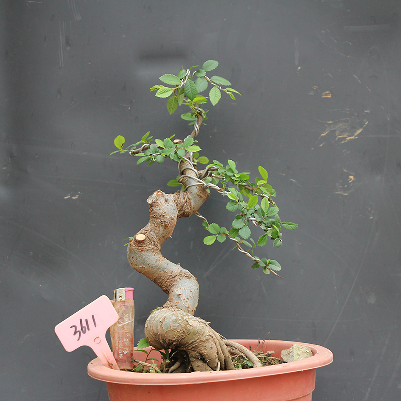 造型小叶榆树观茎盆栽老桩榆树苗白榆家榆榆钱树辟邪树 摇钱树|msdalam kategori penghantaran bunga/bunga simulasi/tumbuhan berkebun, bunga/Tumbuh-tumbuhan tumbuh-tumbuhan pasu (baru), bunga - dari Buy2taobao.com untuk memberikan perkhidmatan ejen Taobao profesional membeli