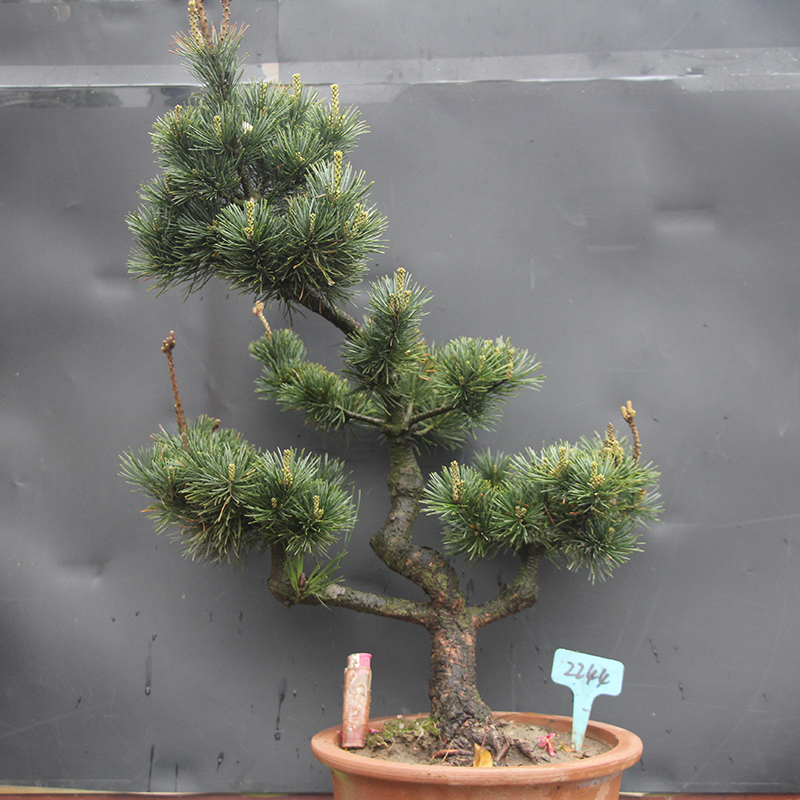 Pine bonsai Osaka pine Tree stump Potted plant Tigen Sketch Pinus Botany miniature grafting Pinusin the Flower delivery/Flowers simulation/Plants gardening , Flowers/Potted plants (New) , Flowers category - from Buy2taobao.com to provide professional Taobao agent buy service