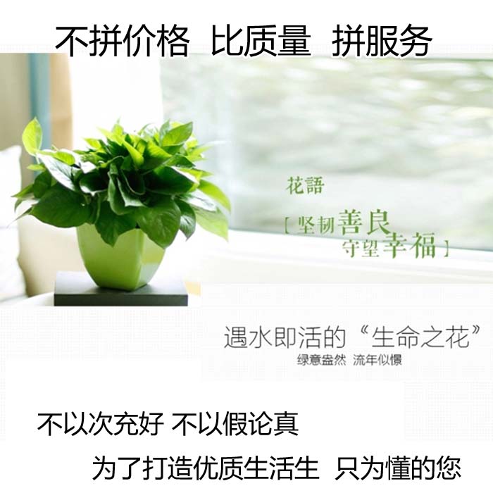 绿萝 可水培 绿植盆栽 吊兰 吸收甲醛 净化空气 防辐射室内植物在类目 鲜花速递/花卉仿真/绿植园艺, 花卉/绿植盆栽(新), 绿植中 - 来自Buy2taobao.com提供专业的淘宝代购服务