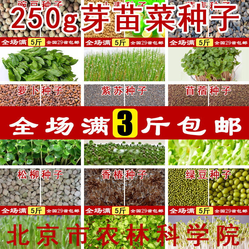 芽苗菜种子纸上种菜豌豆松柳小麦荞麦萝卜紫苏空心菜苜蓿黑豆油葵
