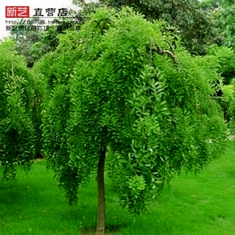 绿化苗木龙爪槐垂槐盘槐垂枝槐龙爪槐树苗国槐地径大小公分规格全在类目 鲜花速递/花卉仿真/绿植园艺, 花园植物/行道树/果树, 行道树/乔木中 - 来自Buy2taobao.com提供专业的淘宝代购服务
