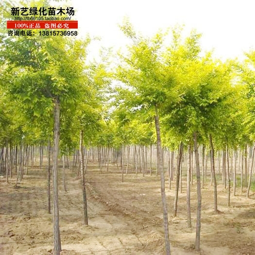Aurea pagoda tree Huang Jinhuai Golden Bough Sophora japonica Jinzhihuai green Seedlings Way street colour Watch Scenery Treesin the Flower delivery/Flowers simulation/Plants gardening , Garden Plants/Trees/Fruit tree, Trees/Arbor category - from Buy2taobao.com to provide professional Taobao agent buy service