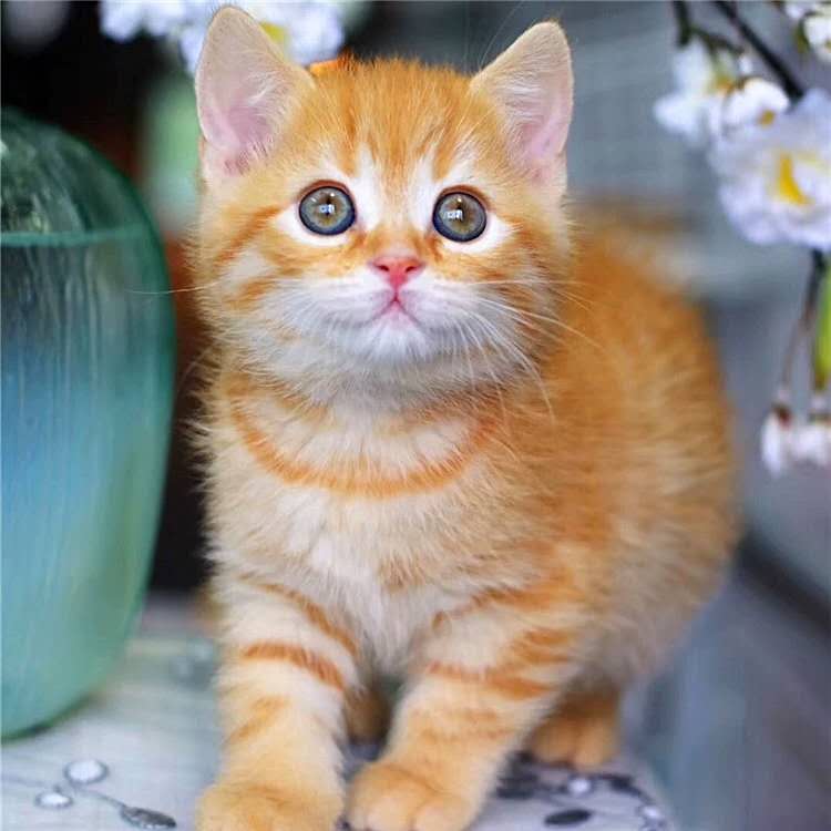 猫咪活幼体橘猫猫咪活体宠物小猫家猫土猫蓝猫田园猫幼猫狸花猫在类目 宠物/宠物食品及用品, 猫咪中 - 来自Buy2taobao.com提供专业的淘宝代购服务