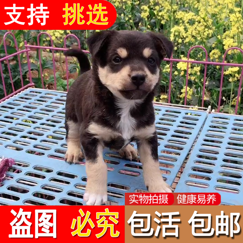 中华田园犬狗活幼体纯种土狗幼犬大型活体小型宠物狗串串狗狗活体|ruв категории животное/Животное питание и принадлежностей, собака - от Buy2taobao.com для оказания профессиональной услуги покупки агента Taobao