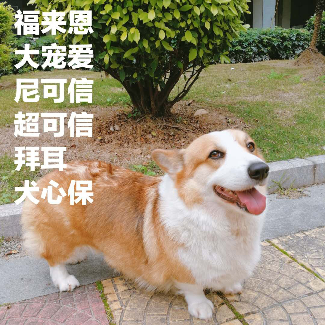老客專用 各種寵物狗狗體內外驅蟲藥在類目 寵物/寵物食品及用品, 貓/狗玩具, 發聲玩具中 - 來自Buy2taobao.com提供專業的淘寶代購服務