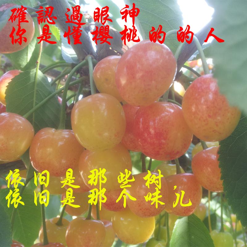 山东青岛新鲜露天黄樱珠黄水晶黄蜜果肉太软,停止发货在类目 水产肉类/新鲜蔬果/熟食, 新鲜水果, 车厘子/樱桃中 - 来自Buy2taobao.com提供专业的淘宝代购服务