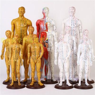 经络穴位针灸小人模60/48/50/cm针炙穴位模型中医穴位人体模型