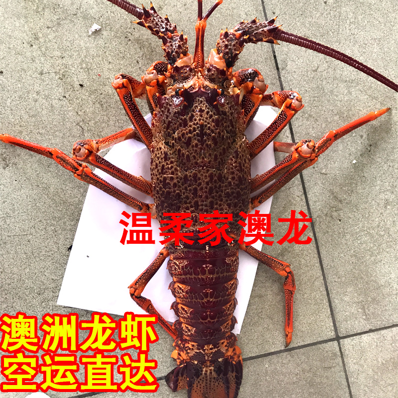 澳洲大龙虾鲜活超大红龙虾新鲜野生澳龙大小250克/只野生活虾包邮在类目 水产肉类/新鲜蔬果/熟食, 海鲜/水产品/制品, 虾类, 活虾中 - 来自Buy2taobao.com提供专业的淘宝代购服务