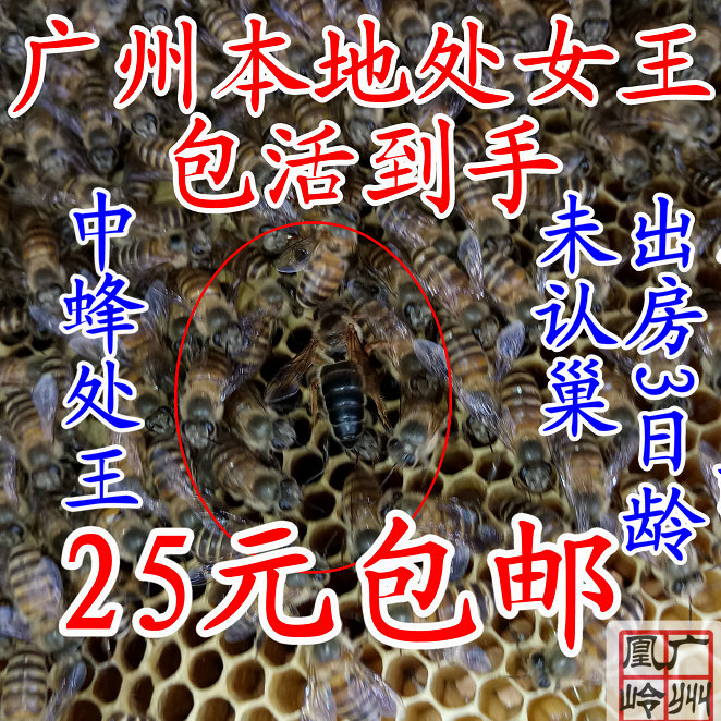 中蜂王处王女优质良产土蜂王蜜王野王新王双色阿坝杂交广东种蜂王在类目 传统滋补营养品, 蜂产品, 其它蜂产品中 - 来自Buy2taobao.com提供专业的淘宝代购服务