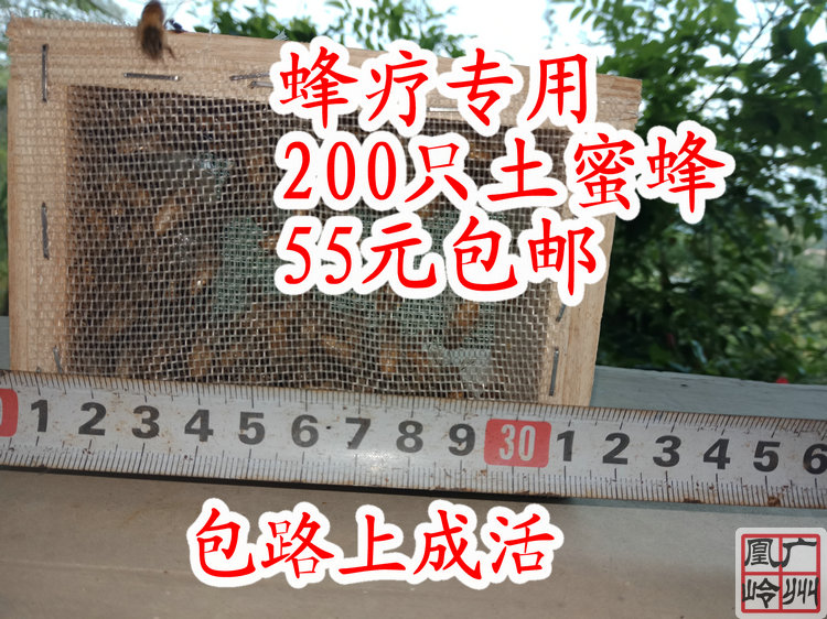 蜂疗专用活体蜜蜂包邮蜂蛰蜂毒庭院植物授粉亲子娱乐自产蜂蜜宠物在类目 传统滋补营养品, 蜂产品, 其它蜂产品中 - 来自Buy2taobao.com提供专业的淘宝代购服务