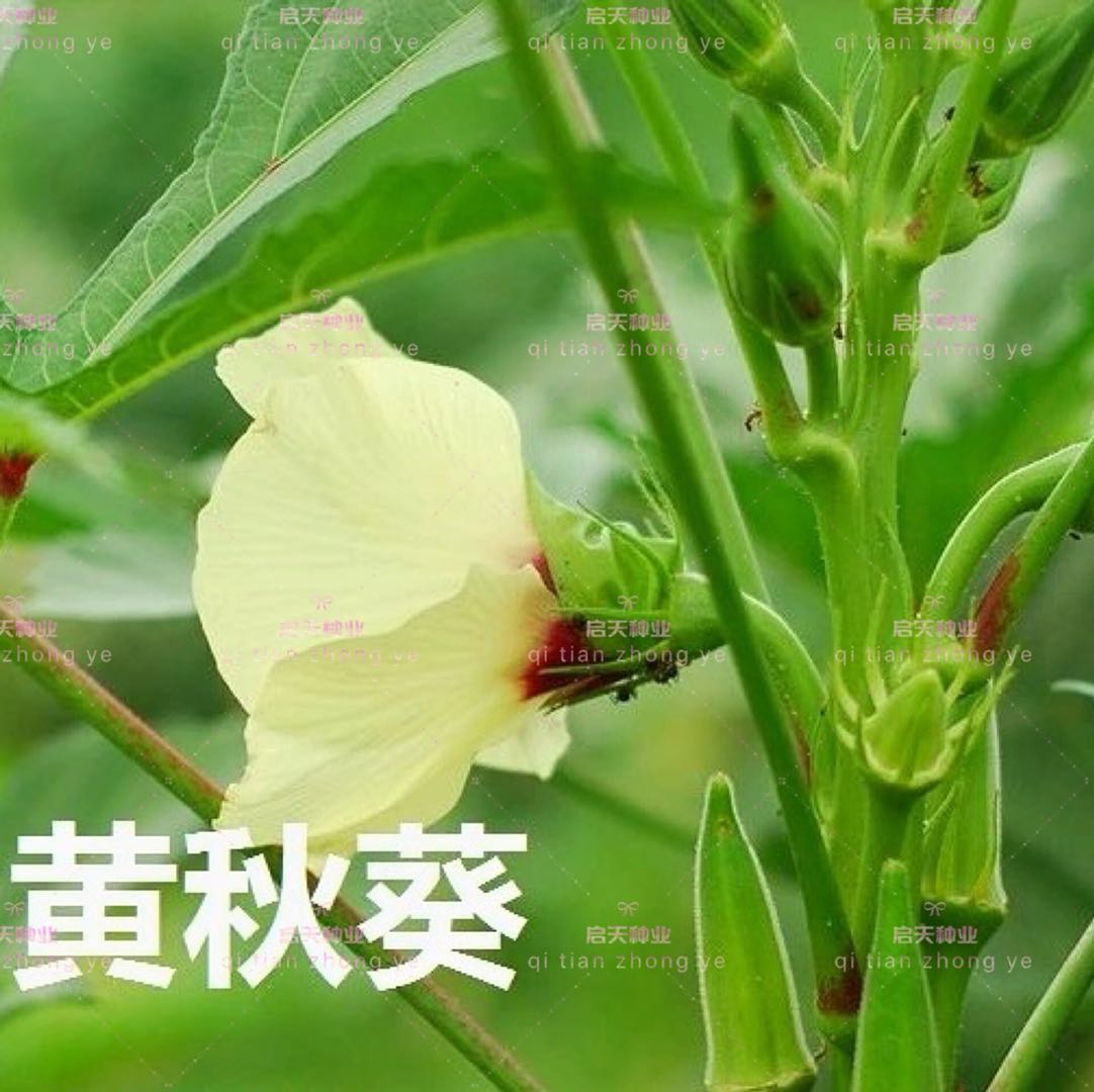 黄秋葵种子不易老羊角葵种子营养蔬菜种子阳台庭院四季易种子包邮在类目 农用物资, 种子/种苗, 蔬菜种子中 - 来自Buy2taobao.com提供专业的淘宝代购服务