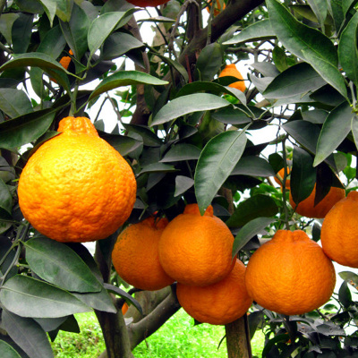Citrus Fruit tree seedlings Beirut Citrus Orange seedlings Citrus seedlings Orange Seedlings Very ugly person Orange Seedlingsin the Flower delivery/Flowers simulation/Plants gardening , Garden Plants/Trees/Fruit tree, Fruit tree category - from Buy2taobao.com to provide professional Taobao agent buy service