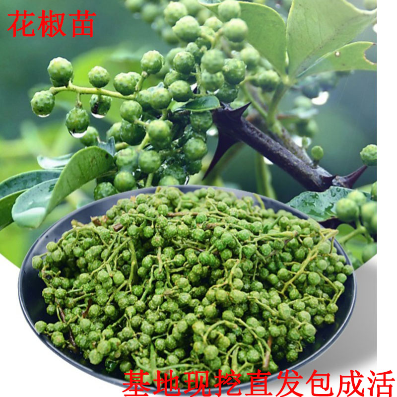 Year results Potted plant Sichuan Pepper Ma pepper Nine Leaves Green pepper Dahongpao Tea Pepper seedlings North plantin the Flower delivery/Flowers simulation/Plants gardening , Garden Plants/Trees/Fruit tree, Fruit tree category - from Buy2taobao.com to provide professional Taobao agent buy service