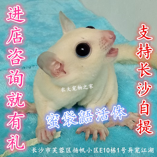 蜜袋鼯活体小飞鼠萌宠澳洲蜜袋鼯宝宝宠物蜜袋鼠公长沙实体店自提在类目 宠物/宠物食品及用品, 仓鼠类及其它小宠, 飞鼠中 - 来自Buy2taobao.com提供专业的淘宝代购服务