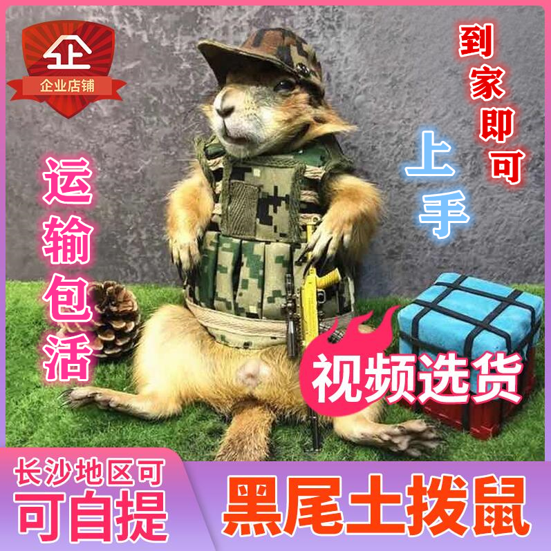宠物活体 黑尾土拨鼠活体 北美土拨鼠 网红土拨鼠 土拨鼠活体在类目 宠物/宠物食品及用品, 其它宠物, 其它宠物中 - 来自Buy2taobao.com提供专业的淘宝代购服务