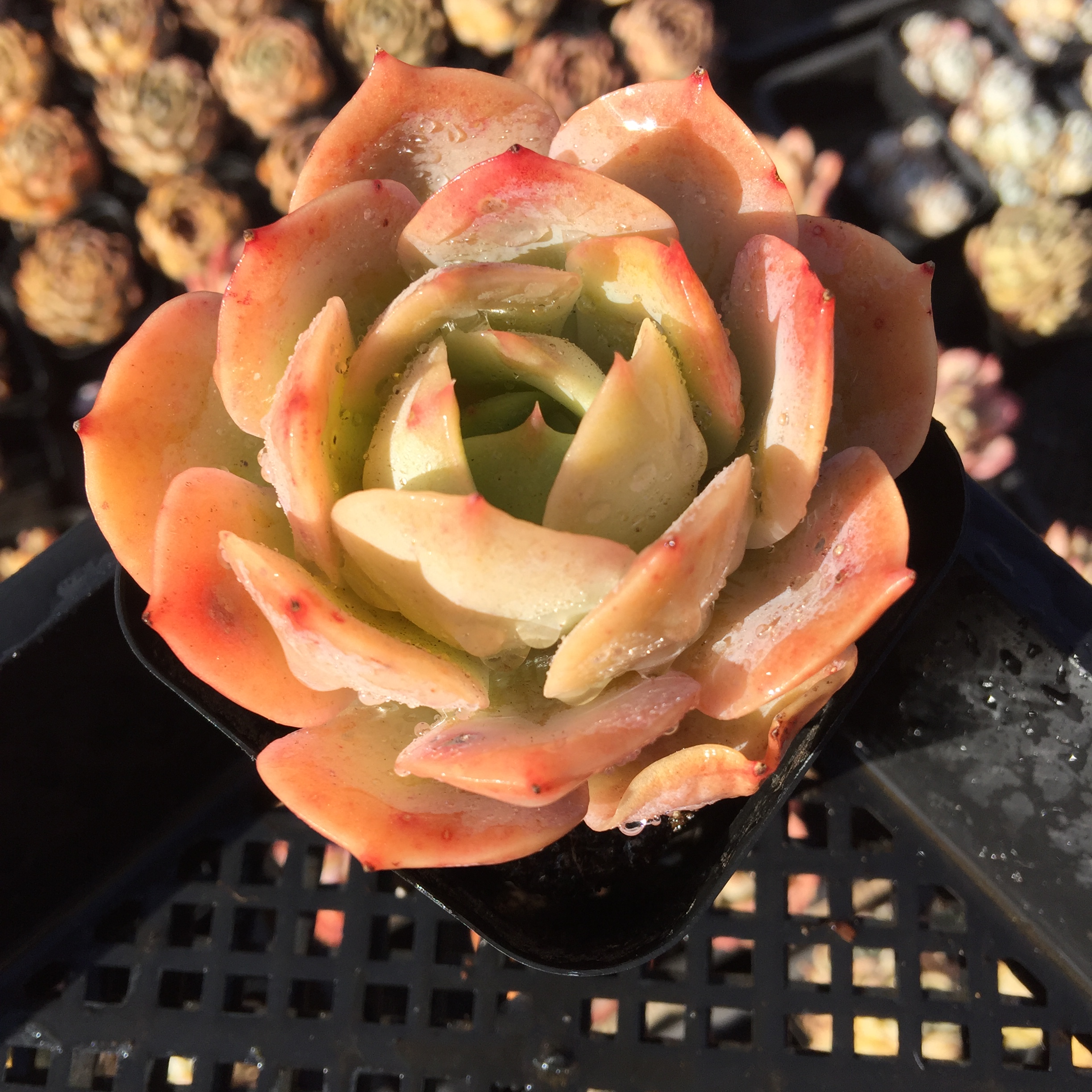 28号一物一拍【洛溪直播间】云南昆明基地多肉植物68包邮在类目 鲜花速递/花卉仿真/绿植园艺, 花卉/绿植盆栽(新), 多肉植物中 - 来自Buy2taobao.com提供专业的淘宝代购服务