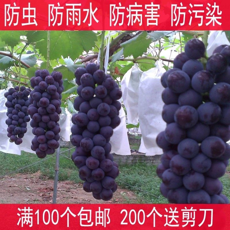 樹上保護袋套袋袋100個 加厚簡約的紙袋包的袋子套大號紙葡萄袋果在類目 鮮花速遞/花卉仿真/綠植園藝, 園藝用品, 其它園藝用品中 - 來自Buy2taobao.com提供專業的淘寶代購服務