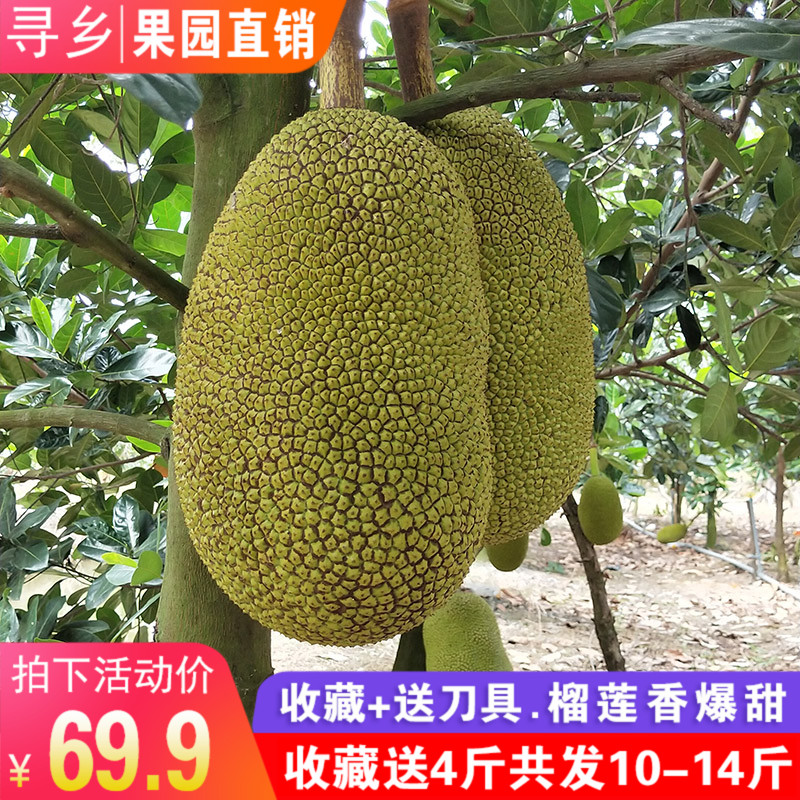 Vietnam Imported Red meat jackfruit fresh fruit Net content 10-14 Red The Balticin the Aquatic meat/Fresh fruits and vegetables/Cooked , Fresh fruit , Other category - from Buy2taobao.com to provide professional Taobao agent buy service