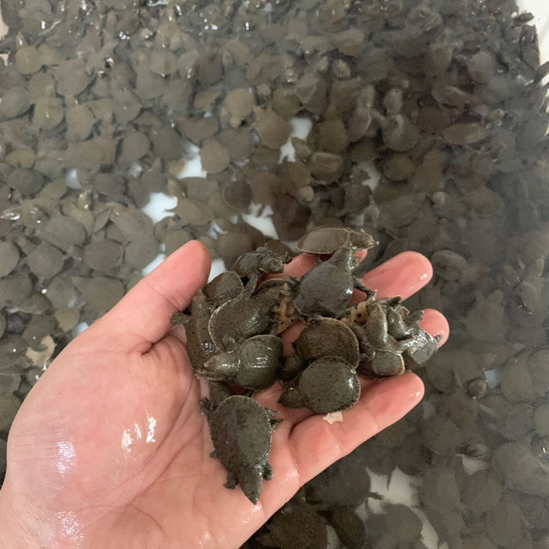 甲鱼苗小甲鱼苗团鱼水鱼苗王八苗中华鳖生态养殖龙鱼活体饲料免邮|ruв категории животное/Животное питание и принадлежностей, аквариум мира, черепаха/черепаха - от Buy2taobao.com для оказания профессиональной услуги покупки агента Taobao