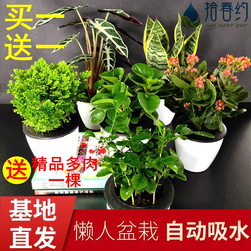 绿萝发财树吊兰富贵竹芦荟文竹绿植盆栽水培植物花卉虎皮兰除甲醛在类目 鲜花速递/花卉仿真/绿植园艺, 花卉/绿植盆栽(新), 绿植中 - 来自Buy2taobao.com提供专业的淘宝代购服务