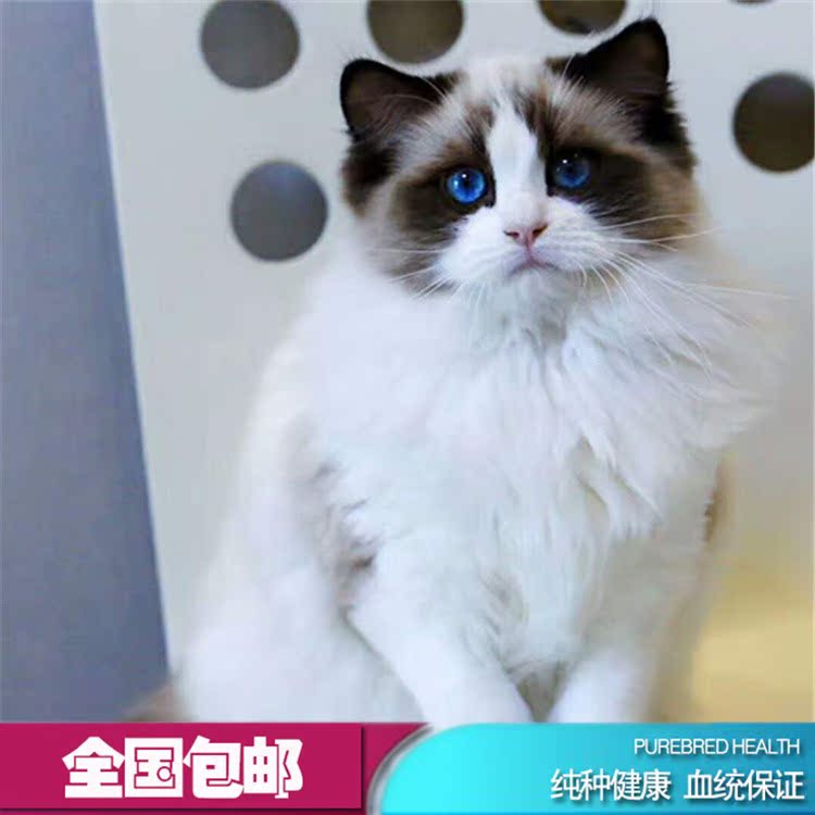 布偶猫活体纯种海双宠物猫蓝眼睛幼猫蓝双小猫咪山猫纹德文猫豹猫在类目 宠物/宠物食品及用品, 猫/狗日用品, 训练器中 - 来自Buy2taobao.com提供专业的淘宝代购服务