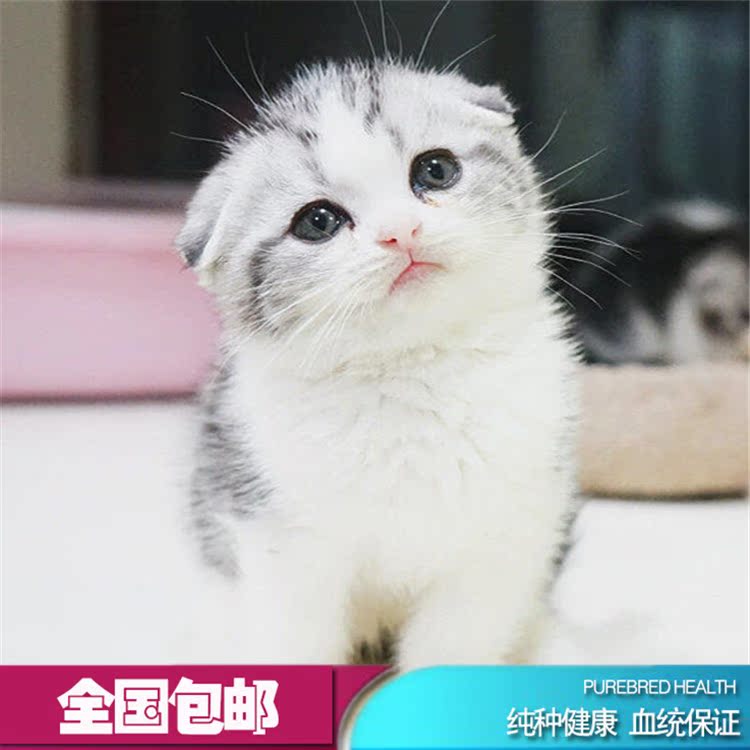living thing U.S.A certificate Tabby American Shorthair Pet cat Plus white Cheese Cat Kittyin the Pet/Pet food and supplies , Kitty category - from Buy2taobao.com to provide professional Taobao agent buy service