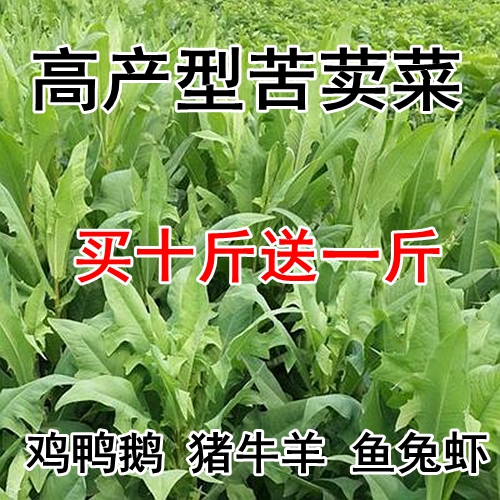 苦買菜牧草種子南方北方多年生四季高産苦麥菜種子豬牛羊魚雞鴨鵝在類目 鮮花速遞/花卉仿真/綠植園藝, 花卉/蔬果/草坪種子(新), 家庭園藝種子中 - 來自Buy2taobao.com提供專業的淘寶代購服務