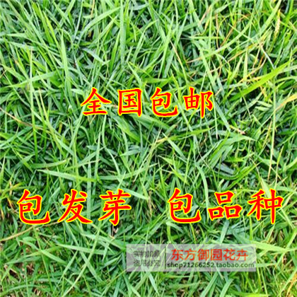 进口兰引三号草 草坪种子 日本结缕草 多年生匍匐型禾草草籽|msdalam kategori penghantaran bunga/bunga simulasi/tumbuhan berkebun, bunga/Buah-buahan dan sayur-sayuran/benih rumput (baru), benih rumah berkebun - dari Buy2taobao.com untuk memberikan perkhidmatan ejen Taobao profesional membeli