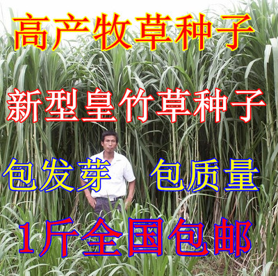 High yield New type Wong Chuk Pasture New type of bamboo grass seed Rearing grass Pennisetum seed Pasture seedin the Flower delivery/Flowers simulation/Plants gardening , Flowers/Fruits and vegetables/Lawn seed (New) , Home & Garden Seeds category - from Buy2taobao.com to provide professional Taobao agent buy service