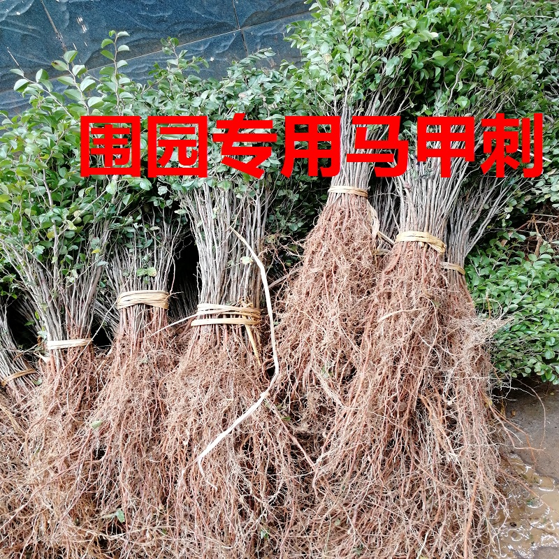 Vest Iron fence Vest Utilis enclosure Hedge Sapling One thousand treesin the Flower delivery/Flowers simulation/Plants gardening , Garden Plants/Trees/Fruit tree, Trees/Arbor category - from Buy2taobao.com to provide professional Taobao agent buy service