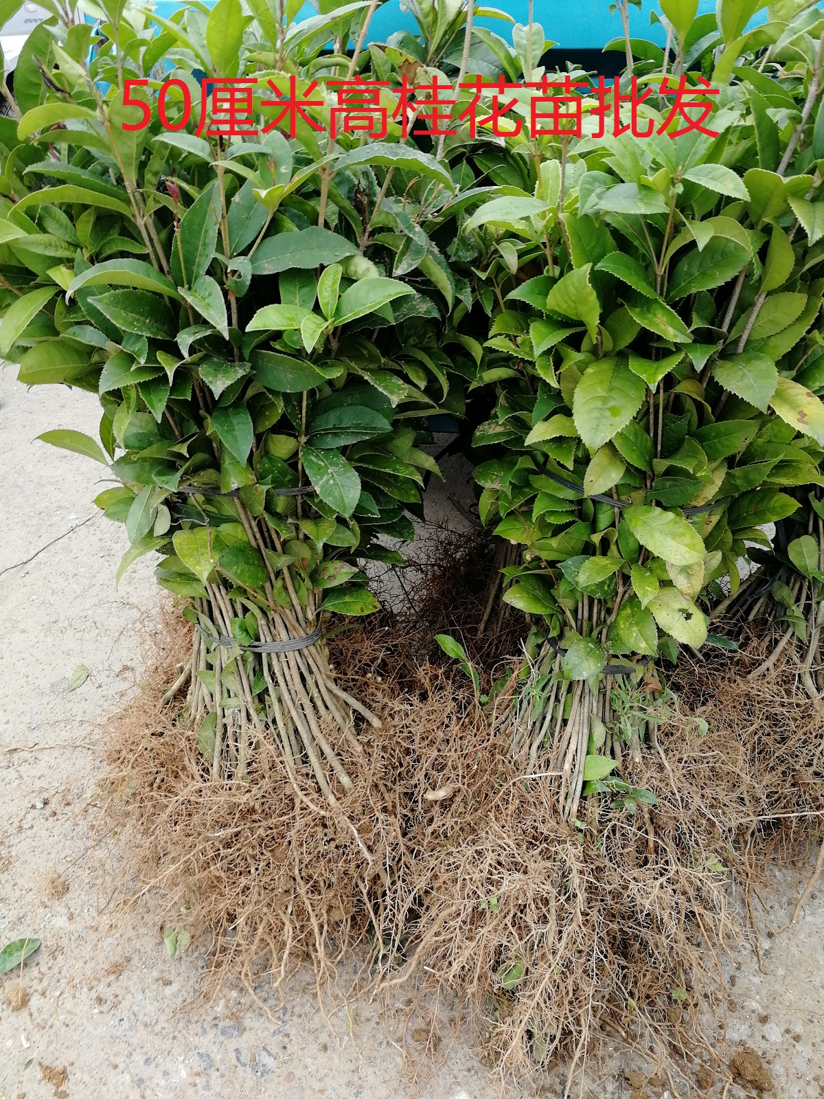 优质桂花苗八月桂金桂苗桂花树苗绿化工程占地赔青1000棵起拍包邮|ruв категории доставка цветов/цветок моделирования/растения садоводства, садовое растение/даосское дерево/фруктовых деревьев, даосское дерево/дерево - от Buy2taobao.com для оказания профессиональной услуги покупки агента Taobao